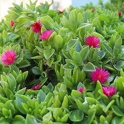 HINATA Live Baby Sun Rose Plant (Aptenia Cordifolia) | Trailing Succulent with Vibrant Pink Blooms | Symbol of Warmth & Joy | Easy-Care Hanging Plant for Balcony, Garden & Indoor Decor-picture-35