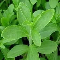 RootNRise Stevia Plant Seeds, 100 Seeds Pack, High Germination Rate-image-78
