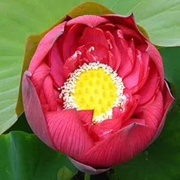 Florona Aquatic Plant Lotus Seeds Nelumbo nucifera ‘Crimson Velvet’ Lotus 15 seeds Pack For Planting-image-2