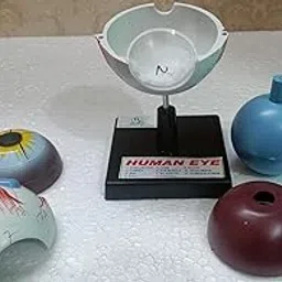 Anand Traders Human Eye Model For Lab And School Projects (Seven Parts, Educational Tool, Biology, Youth, Unisex, Anatomy and Physiology)-picture-29