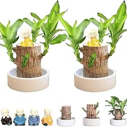 Lucky hood plant, Brazil lucky wood plant indoor brazilian good luck plant 2 live plant-image-45
