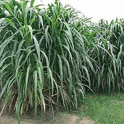 Green World Napier/Elephant Grass/Pennisetum Purpureum Grass Seeds 10 Gms Pack-image-12