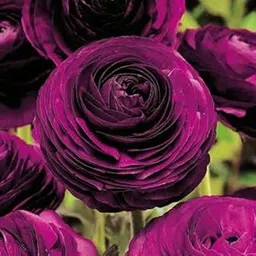 Audbhidhi Ranunculus Purple Flower Bulbs Indoor and Outdoor for All Season (Pack of 2 Bulbs)-picture-32