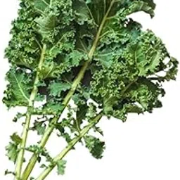 Nutrifresh Curly Kale Hydroponically Grown (approx.100gm) Pack-picture-13