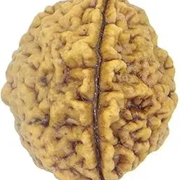 Original 2 Mukhi/Do Mukhi/Two Faced Nepali Rudraksha (Oval Shape) for Astrological Benefits-picture-20