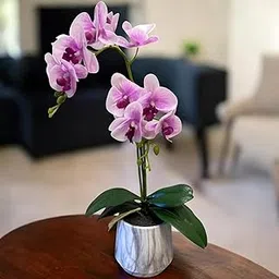 FOX & FERN Artificial Orchid Stem Flower Plant with Plastic Pot | Orchid Bonsai Arrangement | Phalaenopsis Plant | Best for Home, Office, Hotel & Restaurant Decor (Ht. 49CM)(GAOR133-118 WS)WHITE SHADE-picture-22