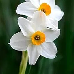 Radha Krishna Agriculture-Nargis Narcissus Rare Variety Flower Bulbs White with Yellow Colour Best Pack of 4 Bulbs-image-5