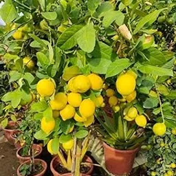 Lemon plants live hybrid all season,live plants for all season hybrid lemon (Pack of 1)-image-61