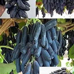 ZXXYANBI Rare Live Black Sharad Seedless Grapes Angoor Layering/Grafted Fruit Plant All Season Amrud (Black) Skin with Fresh Organic Hybrid Dwarf Varieties Fruit (Pack Of-1) Outdoor Live Fruit Tree-image-6