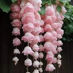 Ritz Farming® Weeping begonia flowers bulbs | begonia lite pink flower bulbs for Home pots | all Season Flowering bulbs for Home And Kitchen Gardening pack of 2 bulbs image 1