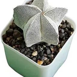 Samarth Cactus Astrophytum Onzuka cv. Cobra C.1001 Air Purifier Indoor Natural Rare Live Plant With Pot Striking Succulent For Living Room, Bedroom, Home Garden Balcony Office Decor-image-25
