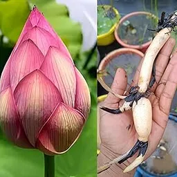 Eroanvia Lotus Tuber Plant | Blooming Within 30 Days, Lotus Plant Tubers Roots - Different Variety Outdoor Flowering Lotus Tuber Live Plant For Home Garden Water Lily-picture-57