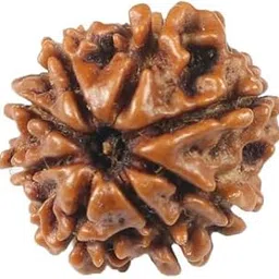 TRINETRA GEMS STONE 8 मुखी रुद्राक्ष Nepali Beads Superb Natural Brown 8 Mukhi Rudraksha IGL Lab Certified Precious Brown Aath Mukhi Rudraksha For Make Pendant Mala Eight Face Rudraksha-picture-52