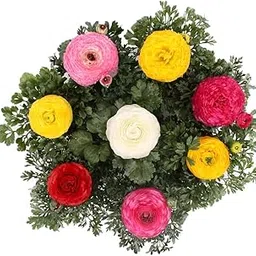 Andhagnai Greens Buttercup/Ranunculus Imported Healthy Flower Bulbs (Pack Of 5 Bulbs)-image-7