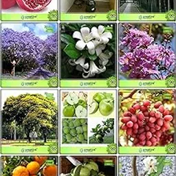 Creative Farmer Terrace Garden Combo Fruit & Fruit : Apple, Grape, Orange, Thailand Guava, Yellow Palm, Big Bamboo, Jacaranda Mimosafolia, Kamini Seeds, Lagerstroemia Speciosa, Copperpod, Nyctanthes Arbortristis, Pomagranate Fruit Seeds For Home Garden-image-74