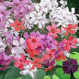 Plantogallery Oxalis Multicolor Bulbs - Pack Of 2 Bulbs-picture-35