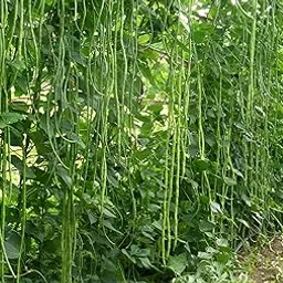 M-Tech Gardens Rare Hybrid Yard Long Bean " Arka Mangala " Exotic 20 Vegetable Seeds for Growing-picture-28