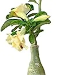 Yellow Adenium bonsai live plant with pot-image-10