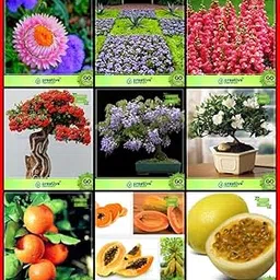 Creative Farmer Garden Decoration Combo Flower Seeds & Fruit : Orange, Papaya, Passion Fruit - Yellow, Blue Jacaranda, Gulmohar, Orange Jasmine, Acroclinum, Ageratum Balls, Antirihinum Tom Thumb Dwarf Mix Terrace Gardening-picture-30