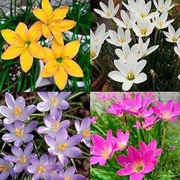 Rain Lily Multicolor Flower Bulbs (Pack Of 5 Bulbs) flowers-picture-31