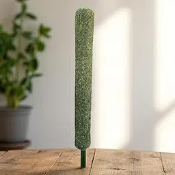 Petalzone Moss Stick | Green Grass Pole | Perfect Support for Money Plant | Indoor & Outdoor Creeper Climbing Plants (Moss Stick 3FT [ 1 Pcs])-picture-13