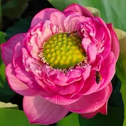 ROYAL LAND Exotic Lotus Seeds Aquatic Plants Water Lilly Nice Fragrance Outdoor Ponds 20 Seeds Variety : RL212-image-82