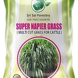 SRI SAI FORESTRY Super Napier Grass Seeds High Yield, Multi Cut Grass | 100 G-image-26
