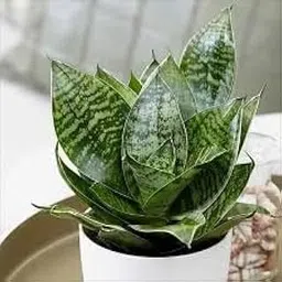 SeeGreen Plantoos Sansevieria Green Air Purifier | Snake Live Plant with Pot (Pack of 1)~-image-25