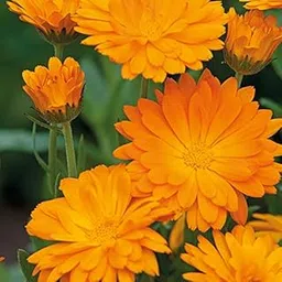 Rare Calendula " Funky Stuff " Exotic 30 Seeds for Growing-picture-14