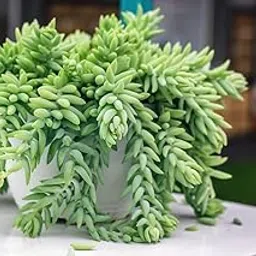 Live Sedum Morganianum Succulent in Pot | Donkey Tail Trailing Indoor Plant | Hanging Succulent for Balcony, Garden, Home & Office Decoration | Easy Care Low Maintenance Potted Plant for Gifting-picture-36