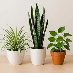 Spider Plant, Snake Plant & Money Plant Combo – Set of 3 Live Indoor Air Purifying Plants in Pots for Home & Office Décor (pack of 3)-image-17
