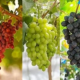 HariGuru Combo 3 Sweet Seedless Green|Black Round Shape| Red Thompson Seedless grape Angoor Fruit Healthy Delicious Fruit Plant for Home and Terrace Garden with Pot[Pack of 3]-picture-12