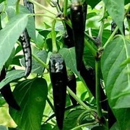 Golden Hills Farm hybrid Black Chilli Vegetable Seeds - Hot Chili - Long Variety Vegetable Seeds 50+ seeds-picture-28