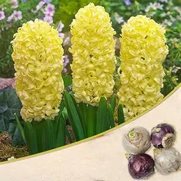 Mphmi Seedless Plant Flower Bulbs Plants Hyacinth City of Harlem (Yellow) - Bulbs (set of 5)-picture-66