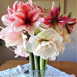 LIVE GREEN 15 PCS Big Size Amaryllis Lily Mixed New Quality Flower Bulbs, Multicolour, (LIVE-BULB01)-image-31