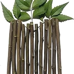 Ayurvedic Natural Organic Neem Datun Toothbrush | Neem Tree Twigs for Brushing Teeth | Removes Bad Breath | Relieves Tooth Ache | Healthy Herbal Oral Care | Pack of 20 | Manual | Adults | 100% Organic by SHINE HUB-picture-33