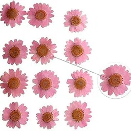 YellowCult Natural Real Dried & Pressed Daisy Flowers for Art Craft - Multicolor for Soap, Candle, Scrapbooking, DIY, Resin Jewelry, Pendant - Daisy/Crystal Crystanthemum Flowers [Luxury Pink]-picture-22