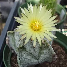 High value Astrophytum Myriostigma Pantacostum Air Purifier Indoor Natural Rare Live Plant With Pot Striking Succulent For Living Room, Bedroom, Home Garden Balcony Office Dcor pack of 1-image-98