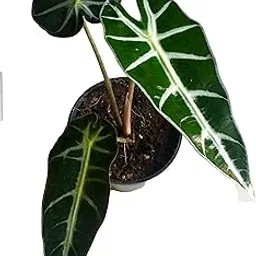 The Four Seasons Alocasia Bambino Rare Natural Live Plant in Pot image 1