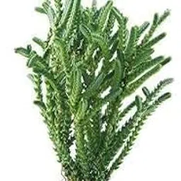 M.D. FARM AND NURSERY|Crassula Muscosa “Watch Chain”-– Live Succulent, Easy to Grow & Low Maintenance with pot.-picture-20