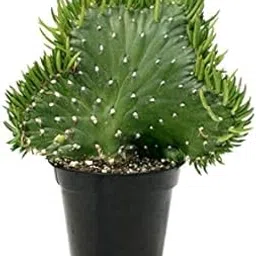 Seedless Plant Plants Cactus Opuntia Subulata Cristata Plant - Bunny Ear Cactus-image-42