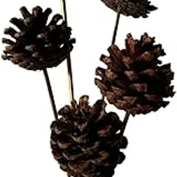 IDIKA Living Natural Dried Pine Cones | Set of 5 Sticks | Long-Lasting for Home Decor & Crafts | Perfect for Vase Fillers, Wreaths & Festive Arrangements | Ideal for Seasonal & DIY Projects(Natural)-picture-38