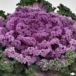 AYWAL Flowering Kale Flower Seeds (Pack Of50 Seeds) K1006-picture-27