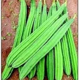 Golden Hills Farm 50 seeds Ridge Gourd F1 Hybrid Seeds image 1