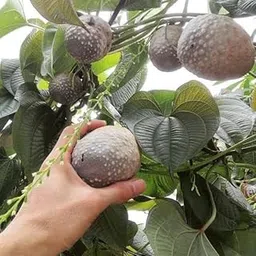 S. D ENTERPRISE All Time Best Testy (Kham Alu) Air Potato, Air Yam, Bitter Yam, Cheeky Yam, Potato Yam,Aerial Yam Fruit Live Plant-image-30
