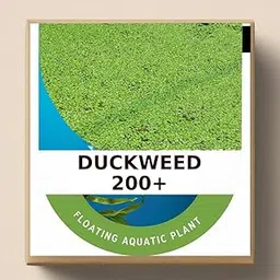 greenify Duckweed Aquarium Plants | 200+ Live Floating Water Plants for Aquarium Tank | Duckweed Aquatic Plant Seeds for Fish Tank, Pond - Natural Water Filtration LEMNA MINOR-picture-27