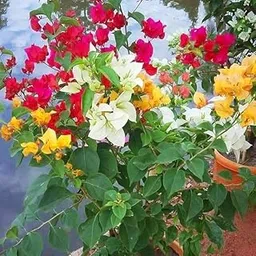 Variety Bougainvillea Plant live Combo live Plant | Multicolour Bougainvillea Plant (Pack of 1 Healthy Plant)-image-20