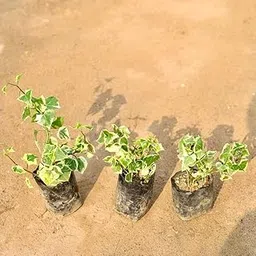 Set of 3 - English Ivy Succulent in 4 Inch Live Nursery Plant-picture-20