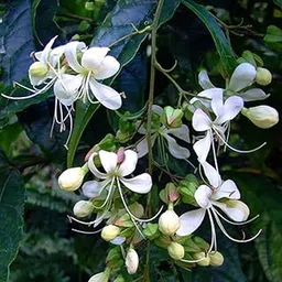 Hug A Plant | Light Bulbs | Chains Of Glory | Wallich's Glorybower | Bridal Veil (Clerodendrum wallichii) Flowering/Ornamental Live Plant (Home & Garden)-picture-20