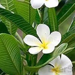EverSneh Real Live White Champa Flower Plant Indoor Outdoor Live Plumeria Champa Plant With Black Plastic Pot-image-29